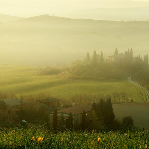 Yellow fog