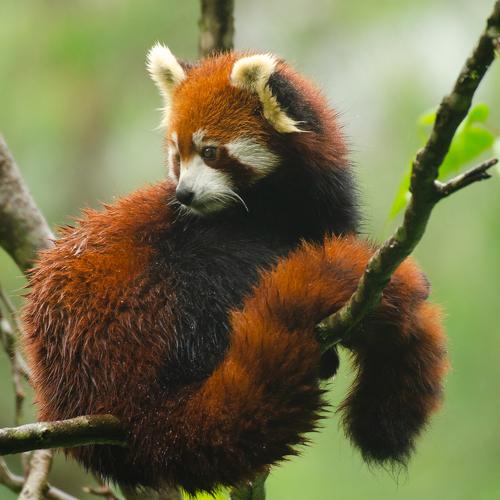 red panda