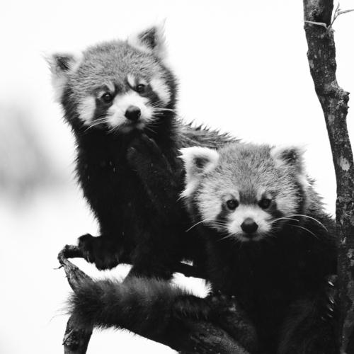 the twin red pandas
