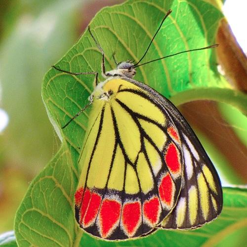 Common Jezebel