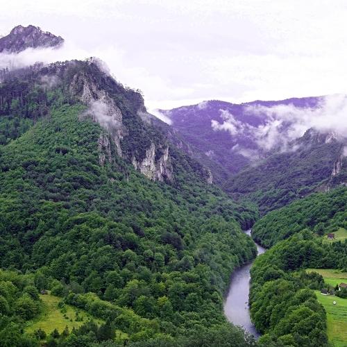Тара