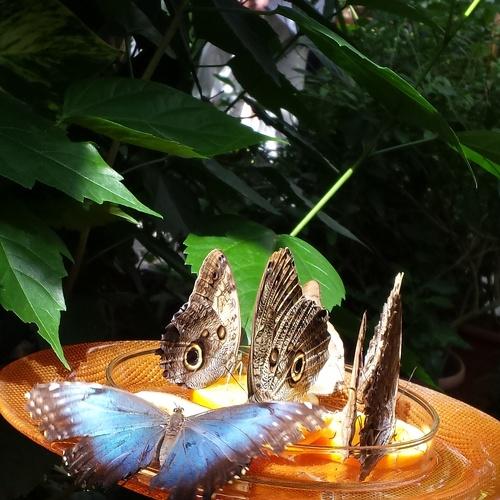 Photo #2472254