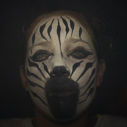 Young Zebra