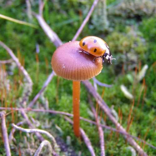 small world
