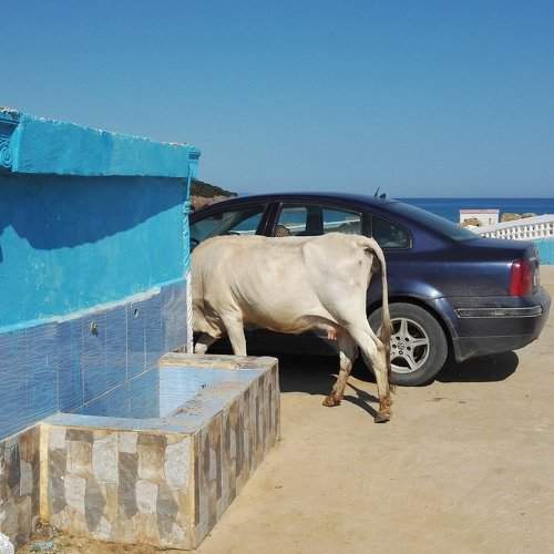 car and cow