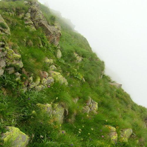 Fog