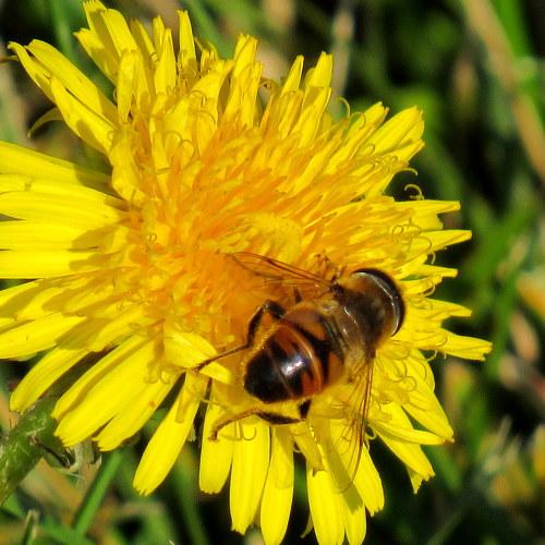 The Bee