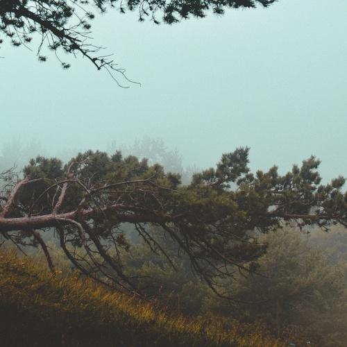 Photo #2475995