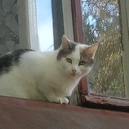 Кот учёный
