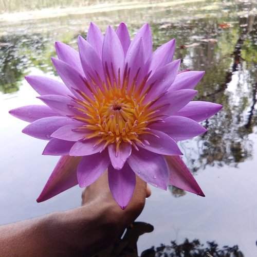 Water lily