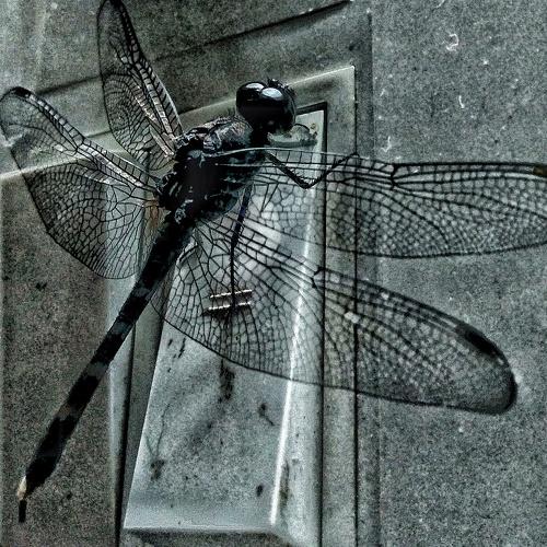 dragon fly