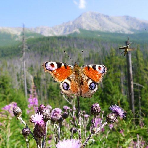 Photo #2478720