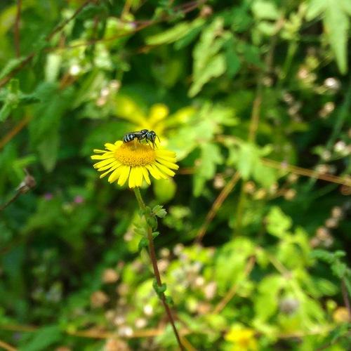 Pollination