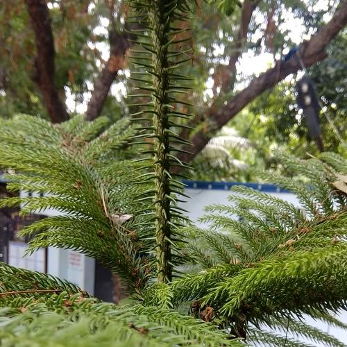 Greenish spines