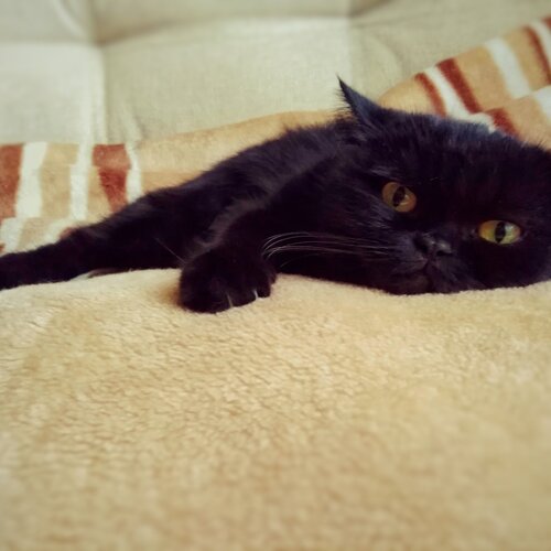 Кошачий релакс