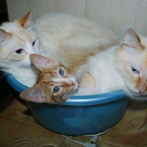 папа сын и дедушка