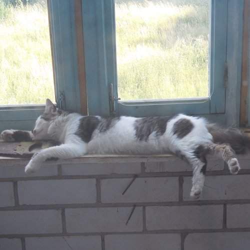Тяжелые будни столяра ...