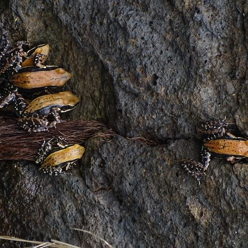 Frogs coming out of water