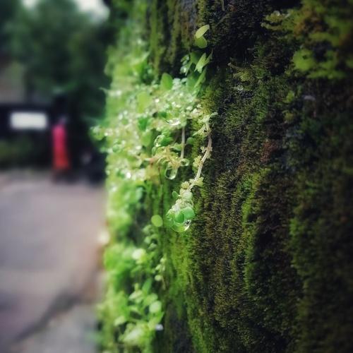 Greenish