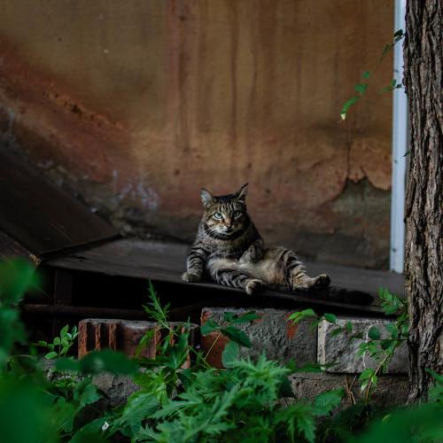 Photo #2484273