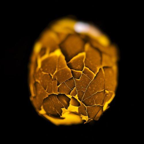 Eggshell