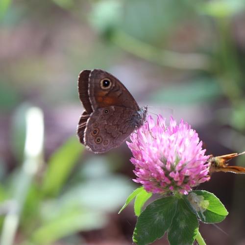 Photo #2485080