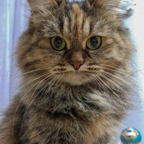 Кошка