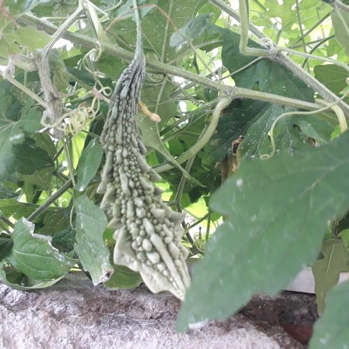Wall climber bitter gourd