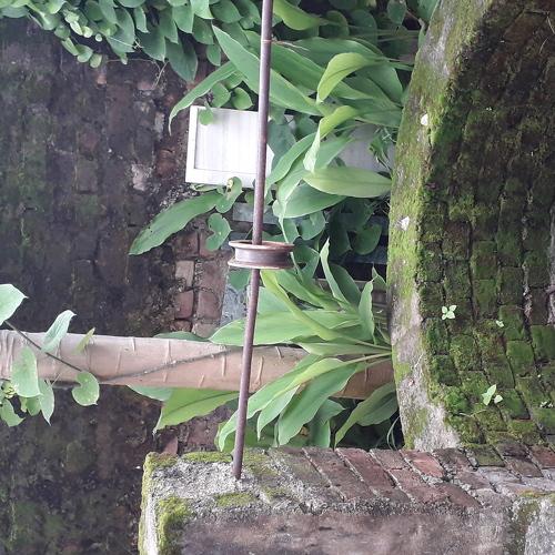 Vegetation surrounding well