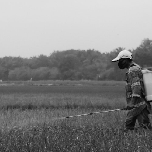 Man and  Rice