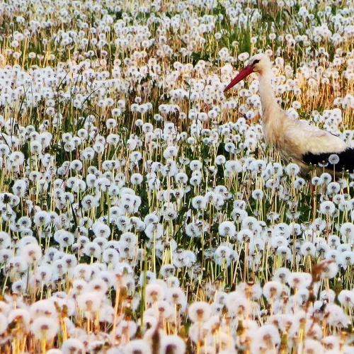 Stork - Bocian in the fields