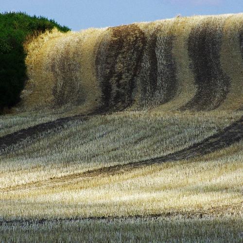Carpet wave