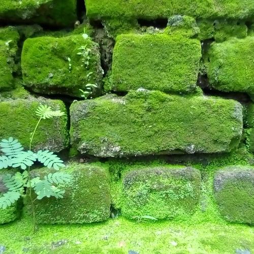 Green wall