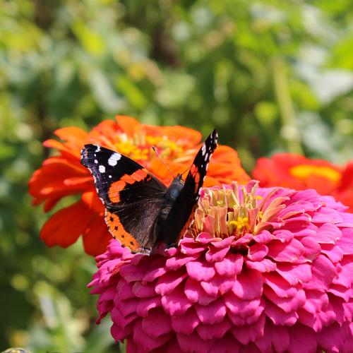 Photo #2488559