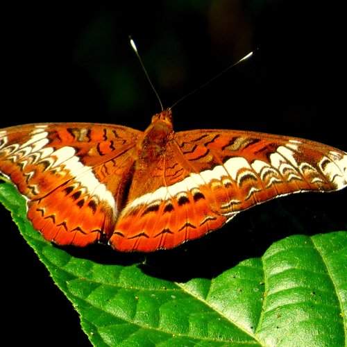 Brown wings