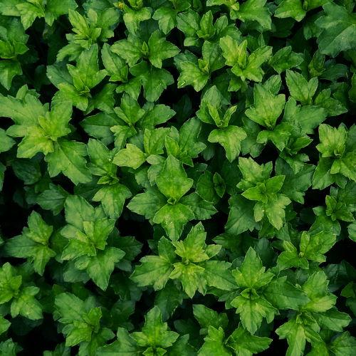 LUSH GREEN