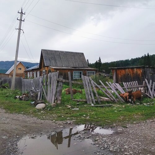 Горные козочки