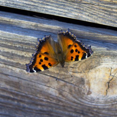 Photo #2490498