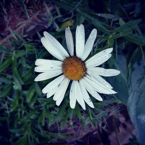 A beautiful flower