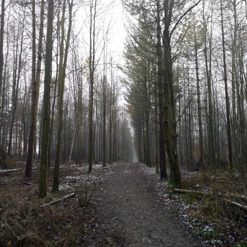 Road in Forest
