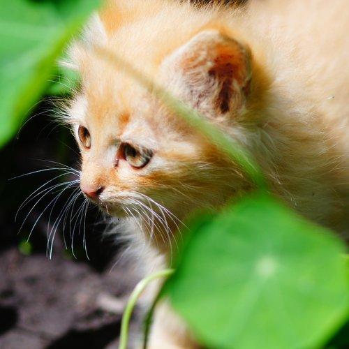 Photo #2493034