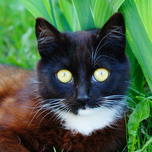 Photo #2493038