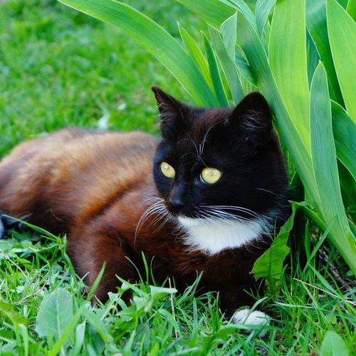 Photo #2493039