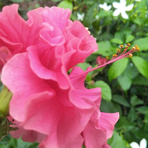 The Beautiful flower bud
