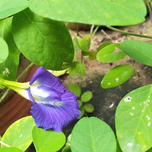 Velvet flower