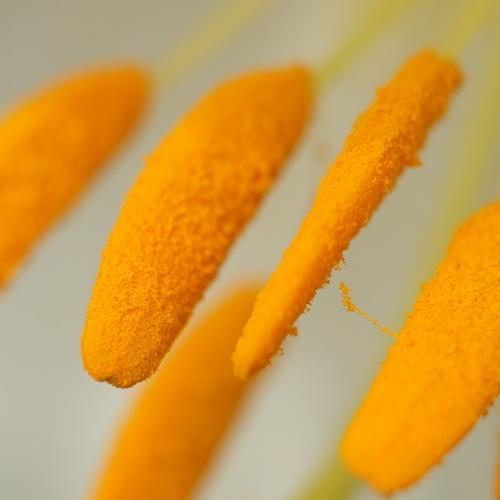 Photo #2494346