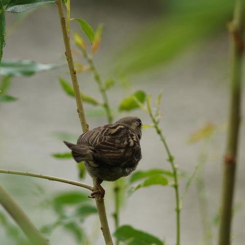 Photo #2494549