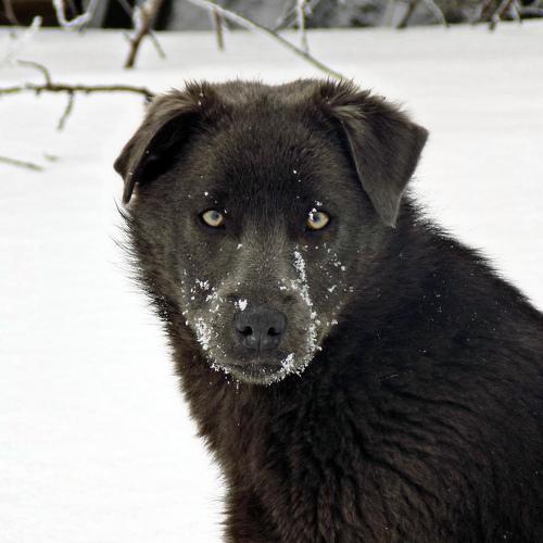 Жулька