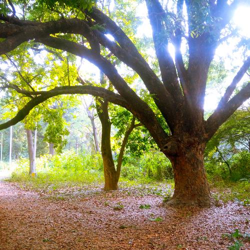 Nature's Ray of Hope