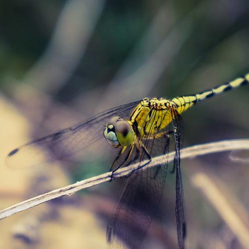 Dragon fly